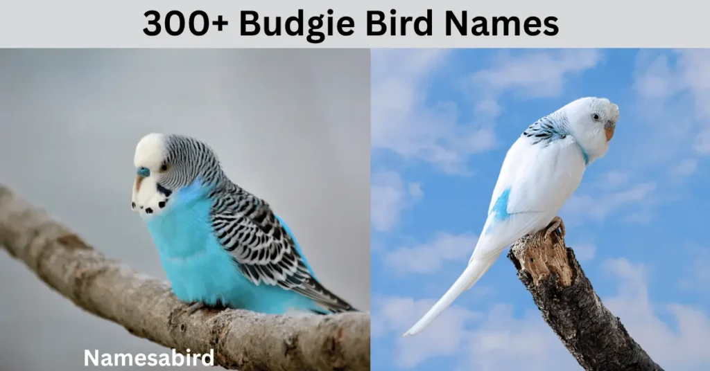 300+ Budgie Bird Names (Cute, Funny, Unique & Cool Ideas)