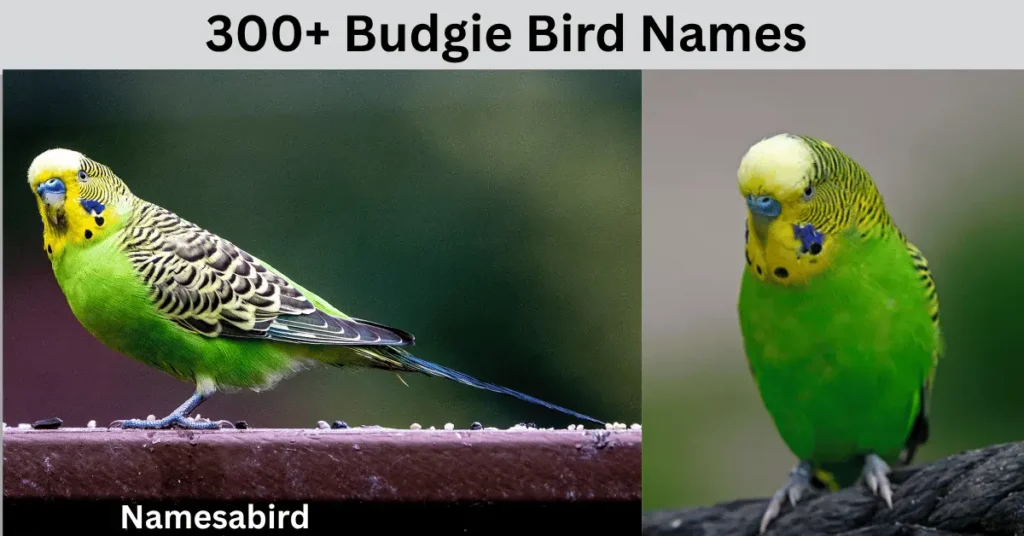 300+ Budgie Bird Names (Cute, Funny, Unique & Cool Ideas)