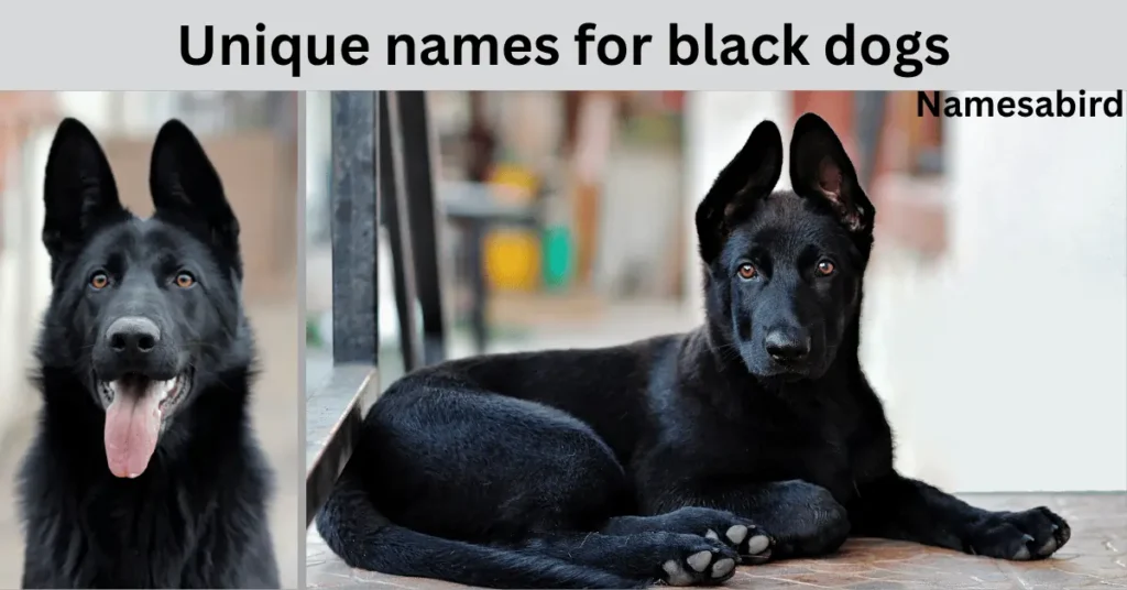 250+ Unique Names for Black Dog, powerful meanings, Male & Female Names