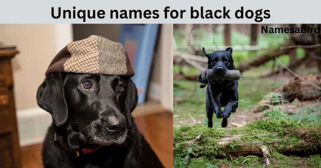 250+ Unique Names for Black Dog, powerful meanings, Male & Female Names