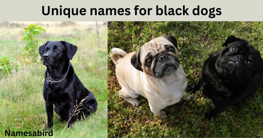 250+ Unique Names for Black Dog, powerful meanings, Male & Female Names