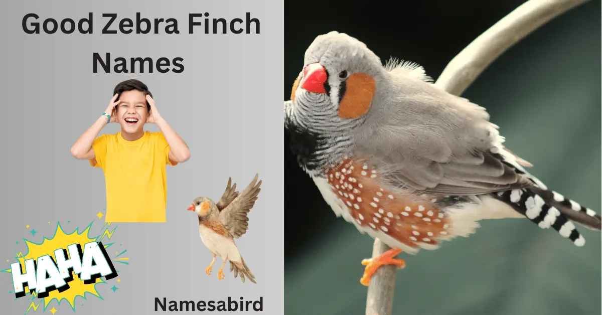 Good 250 + Zebra Finch Names for male or female birds
