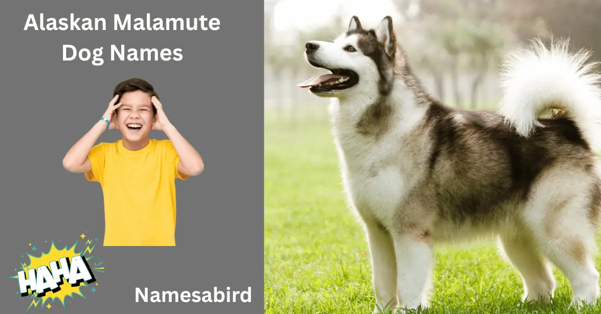 Alaskan Malamute Dog Names