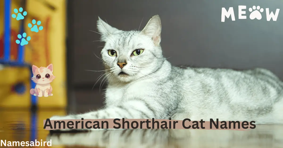 American Shorthair Cat Names