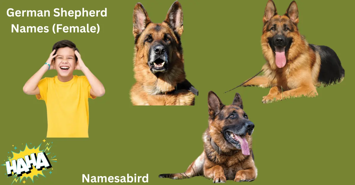 German Shepherd Names (Female)
