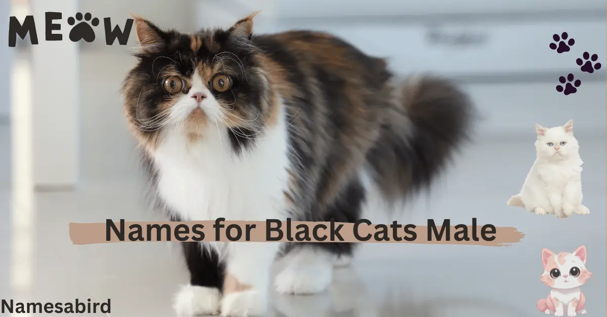 Persian Cat Names for Male