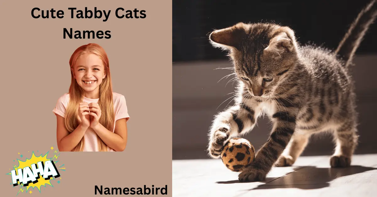 Tabby Cats Names