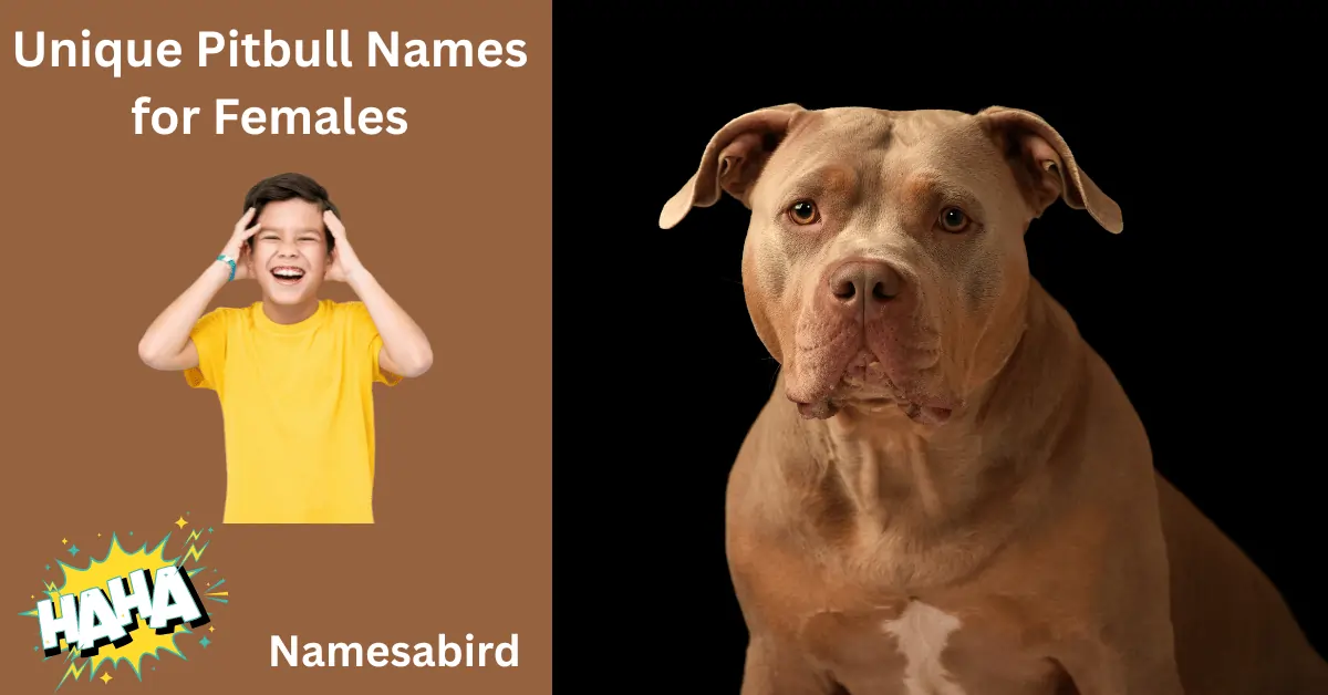 Unique Pitbull Names for Females
