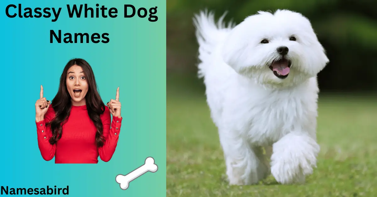 Classy White Dog Names