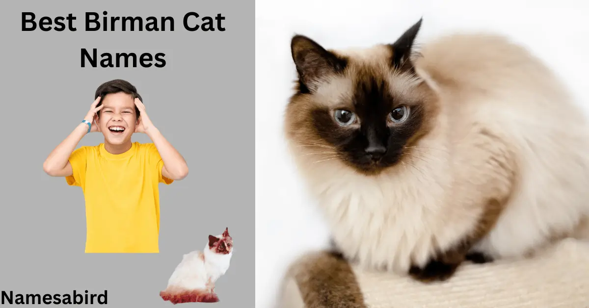 Birman Cat Names