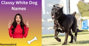 Cane Corso Male Dog Names