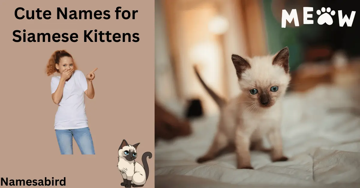 Cute Names for Siamese Kittens