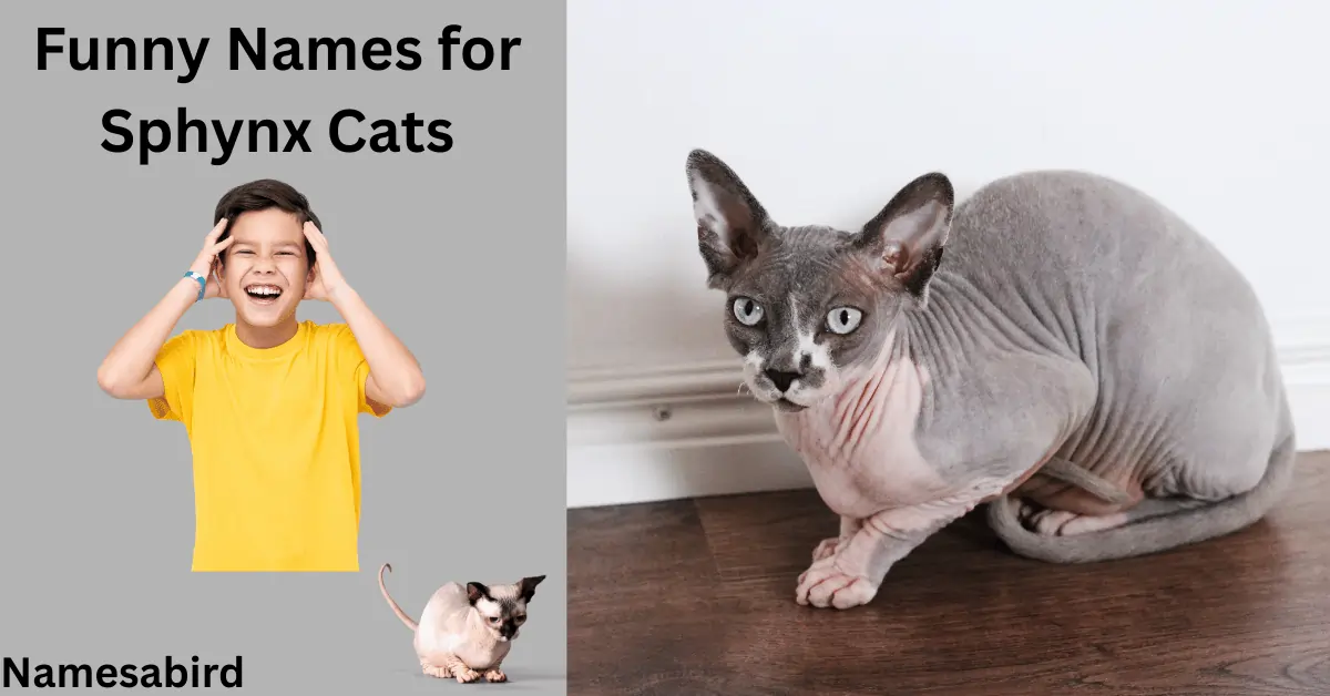 Funny Names for Sphynx Cats