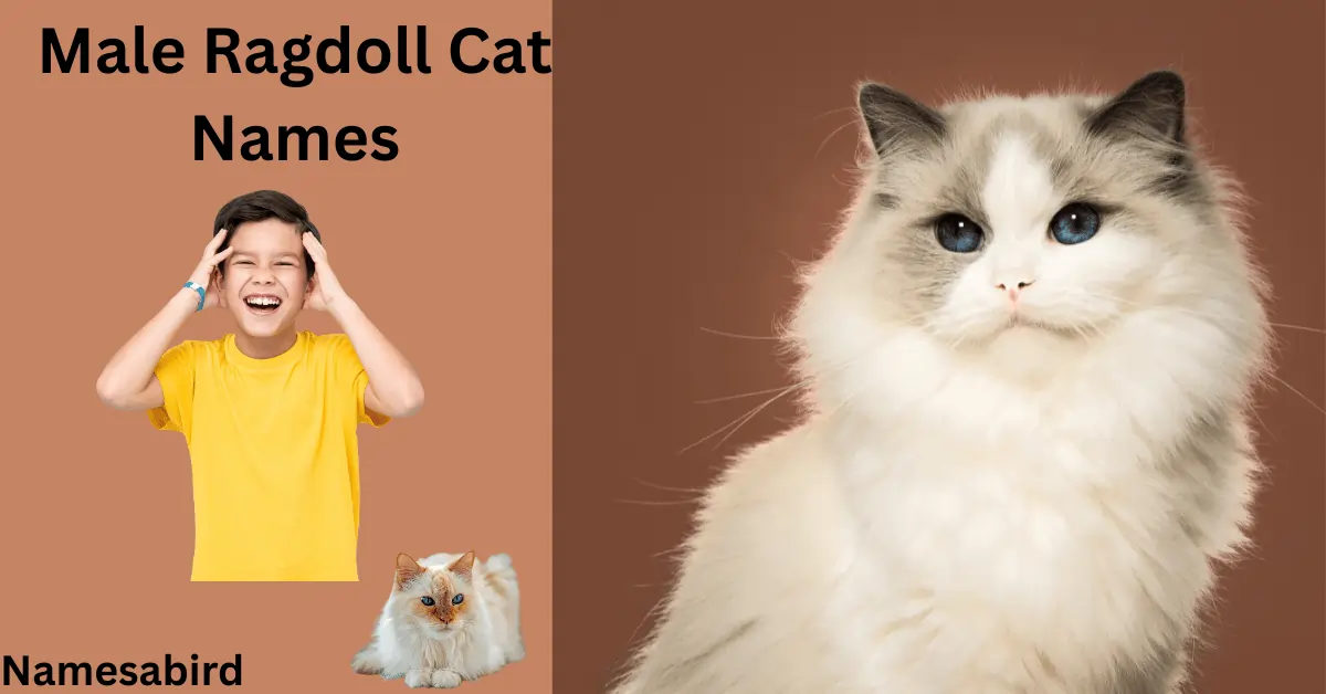 Male Ragdoll Cat Names