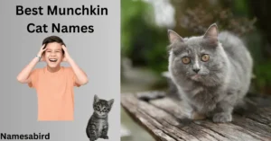 Munchkin Cat Names