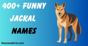 Funny Jackal Names
