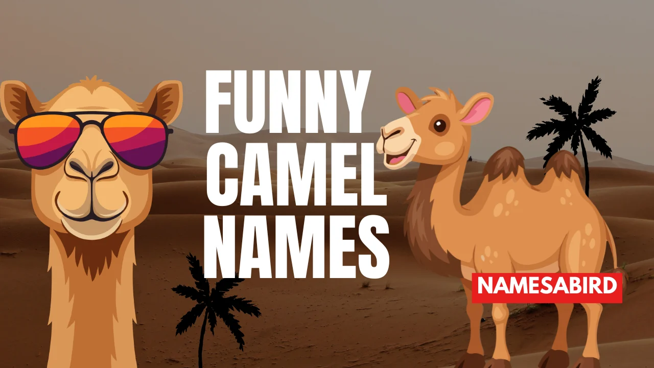 funny camel names
