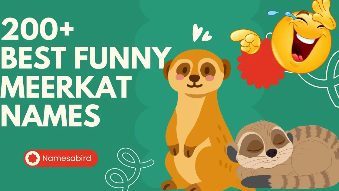 Best Funny Meerkat Names